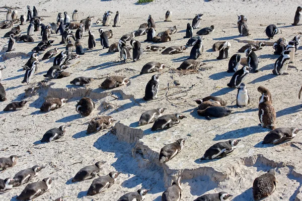 Black Footed African Penguin Colony Boulders Beach Breeding Coast Conservation — Foto de Stock