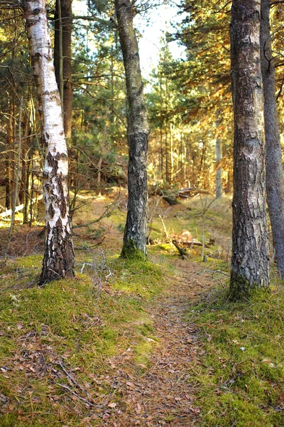 Verborgen Pad Naar Geheime Locatie Rustige Serene Dennenbossen Landschapszicht Weelderig — Stockfoto