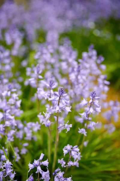 Vibrant Bluebell Flowers Growing Backyard Garden Summer Afternoon Bunch Bright — Φωτογραφία Αρχείου