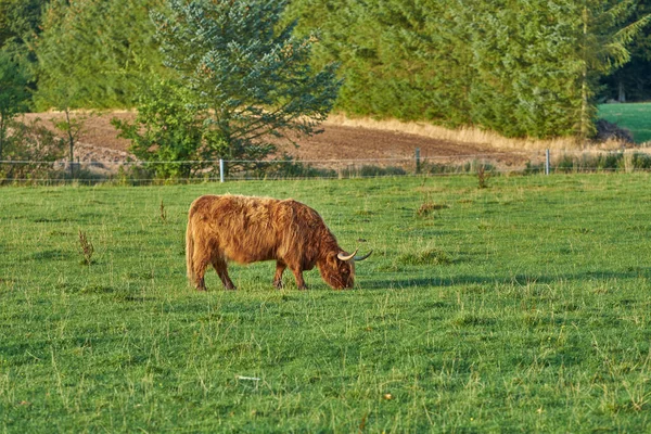 Tráva Krmí Krávy Vysočiny Pastvinách Pasou Jsou Chovány Pro Mlékárenský — Stock fotografie