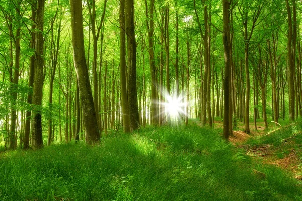 Pinos Silvestres Que Crecen Bosque Con Plantas Verdes Llamaradas Lente —  Fotos de Stock