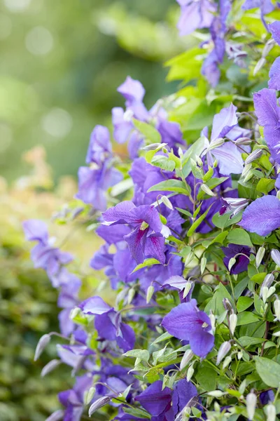 Many Purple Cranesbill Flowers Growing Spring Garden Beautiful Vibrant Geranium — Φωτογραφία Αρχείου