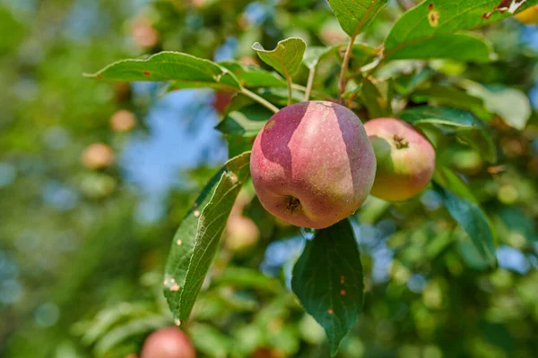 Rote Äpfel Wachsen Einem Sonnigen Obstgarten Freien Nahaufnahme Eines Frischen — Stockfoto