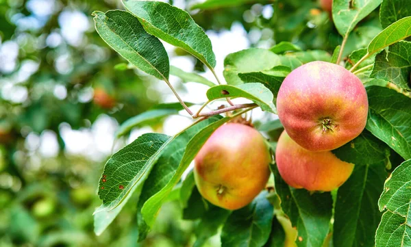 Fresh Organic Fruit Growing Orchard Sustainable Farm Garden Harvesting Season — Stockfoto