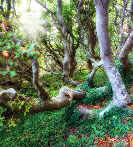 Hermoso Paisaje Árboles Inclinados Únicos Bosque Vibrante Aire Libre Naturaleza — Foto de Stock