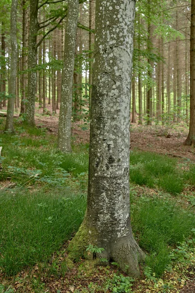 Environmental Nature Conservation Reserve Pine Trees Remote Coniferous Forest Serene — ストック写真
