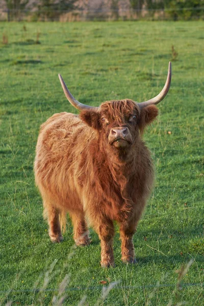 Highland Cow Startled While Eating Daytime Longhorn Cattle Looks While —  Fotos de Stock