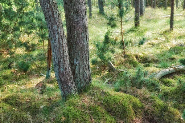 Top Landscape View Lush Green Forest Trees Summer Woodland Walking — Foto Stock