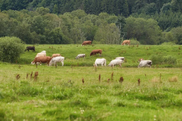 Een Rundveebedrijf Met Koeien Die Grazen Groene Weiden Een Zomerochtend — Stockfoto