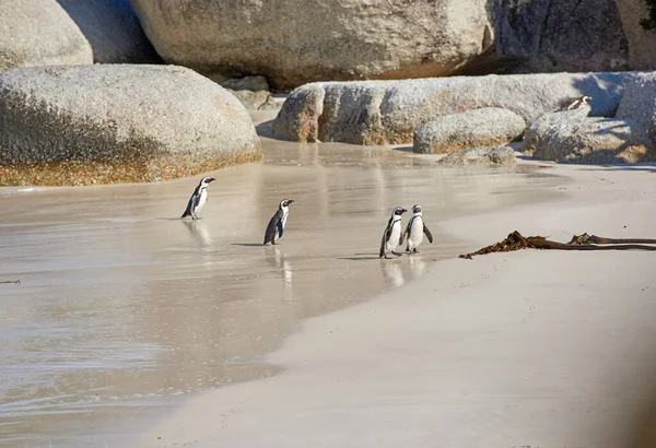 Group Penguins Shallow Sea Water Copy Space Landscape Colony Endangered — Foto de Stock
