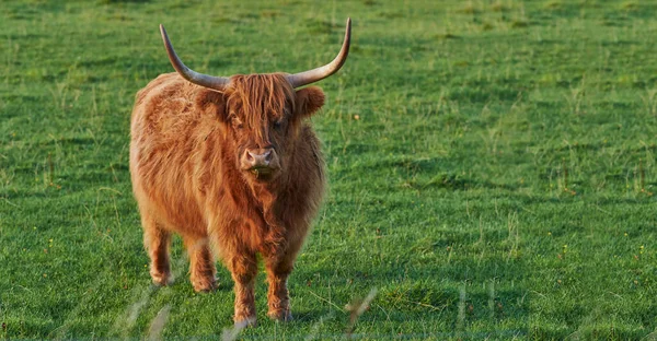 Angry Dangerous Bull Huge Horns Standing Field Startled Cow Staring — 스톡 사진