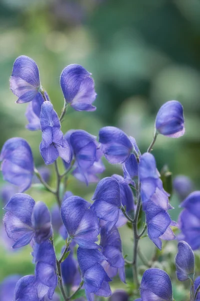 Closeup Blue Aconite Flowers Growing Blossoming Flowering Herbal Medicinal Plant — kuvapankkivalokuva