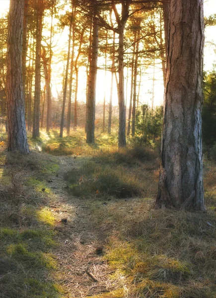 Пейзаж Леса Осенью Течение Дня Проведение Времени Природе Лучший Способ — стоковое фото