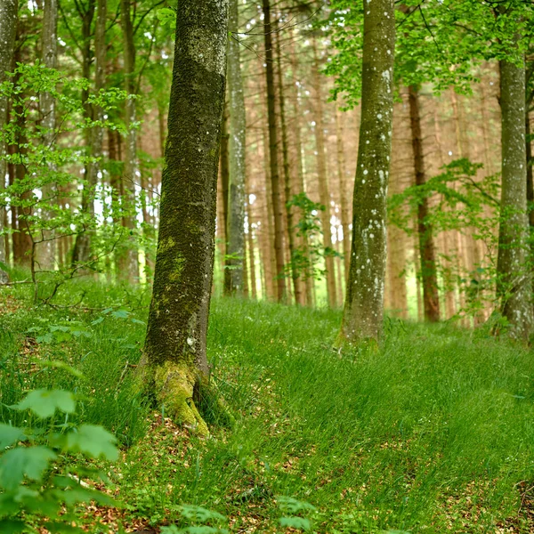 Лес Пышными Зелеными Растениями Высокими Деревьями Растущими Летний День Пейзаж — стоковое фото