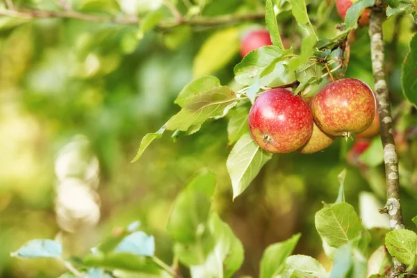 Gyönyörű Vörös Almák Készen Állnak Arra Hogy Kivágják Őket Egy — Stock Fotó
