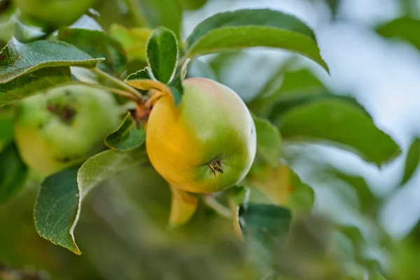 Closeup Green Apple Ripening Tree Sustainable Orchard Farm Remote Countryside — Fotografia de Stock