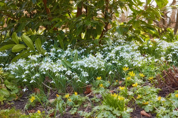 Closeup White Common Snowdrop Yellow Starburst Flowers Growing Lush Green — Stockfoto