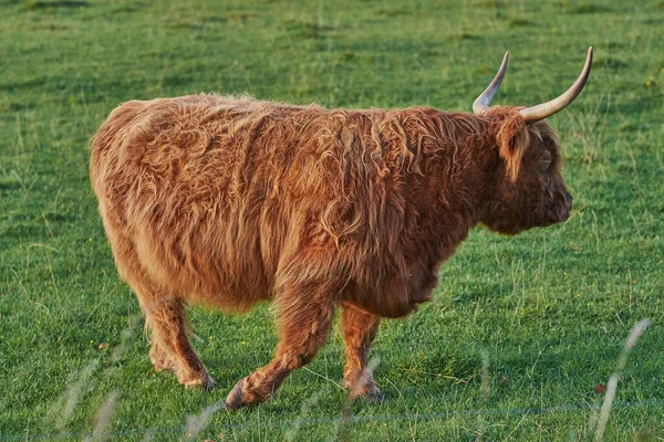 Highland Cow Walks Green Summer Field Shaggy Bovine Red Fur —  Fotos de Stock