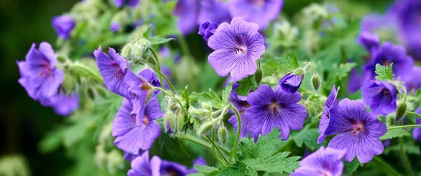 Purple Blue Geranium Flowers Growing Botanical Garden Sunny Day Outdoors — Φωτογραφία Αρχείου