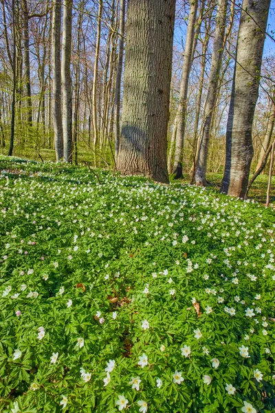 Beautiful Forest Lush Green Plants Growing Tall Trees Summer Day — Stockfoto