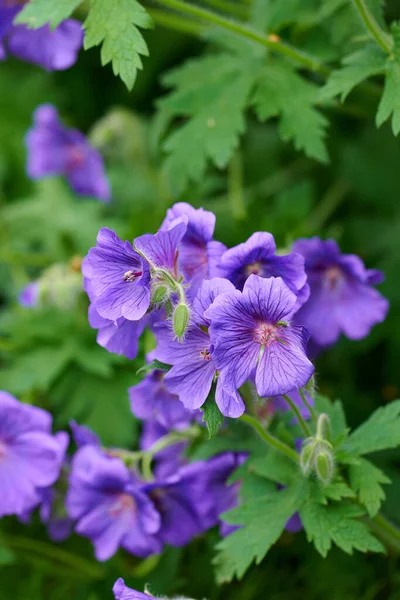 Крупный План Красивых Растений Яркими Фиолетовыми Лепестками Цветущими Цветущими Весной — стоковое фото