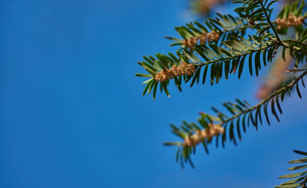 Taxus Baccata Europe Feuillage Vert Foncé Aux Fleurs Mâles Poussant — Photo