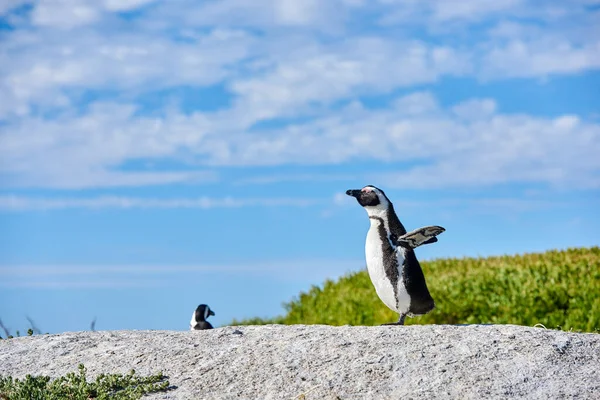 Pinguïn Een Rots Blauwe Bewolkte Hemel Met Kopieerruimte Eén Vluchtloze — Stockfoto