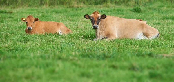 Two Brown Cow Lying Organic Green Dairy Farm Countryside Cattle — Fotografia de Stock