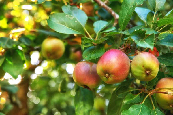 Closeup Red Green Apples Ripening Tree Sustainable Orchard Farm Remote — Stockfoto