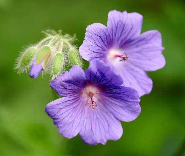 Closeup Purple Blue Geranium Flowers Growing Botanical Garden Sunny Day — Φωτογραφία Αρχείου