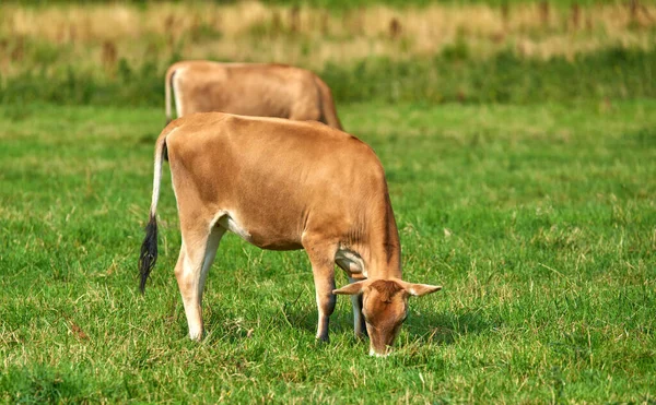 Dvě Krávy Pasoucí Poli Slunečného Dne Bujné Louce Zemědělské Půdy — Stock fotografie