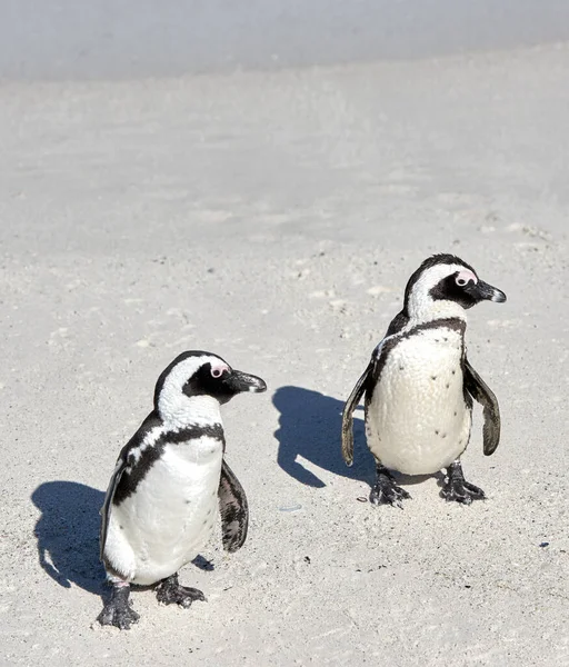 Two black footed African penguins standing on a sandy beach in a breeding colony and coast conservation reserve. Cute endangered waterbirds, aquatic sea and ocean wildlife, protected for tourism.