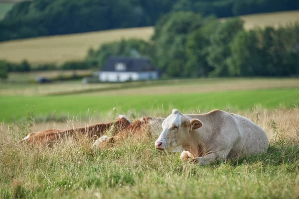 Brown White Cows Lying Field Farmland Background Copy Space Cattle — 스톡 사진