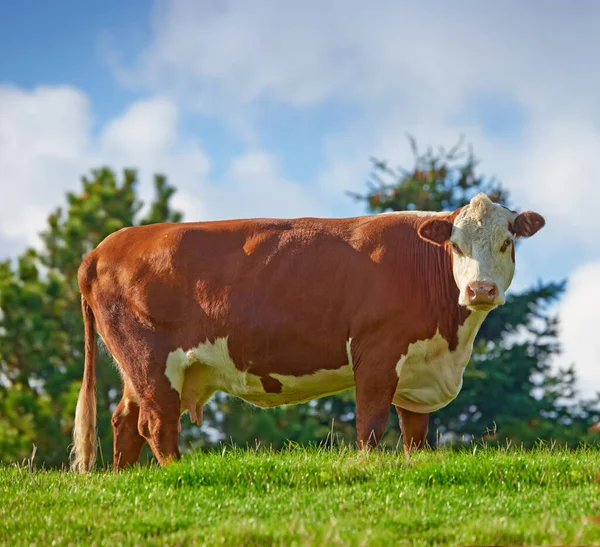 Large Brown Cow Grazing Field Farm Rural Countryside Blue Sky — Stock fotografie