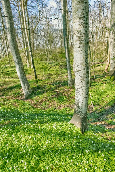 Forest Flower Field Tree Trunks Springtime Beautiful Nature Scenery White — Stockfoto
