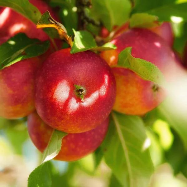 Vörös Almák Közelsége Érlelődik Egy Fán Élénk Levelekkel Egy Fenntartható — Stock Fotó