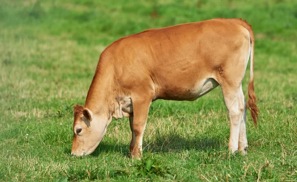 Hnědá Telata Jedí Pasou Zelené Zemědělské Půdě Venkově Krávy Nebo — Stock fotografie