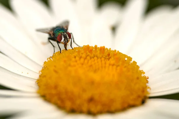 Closeup Fly Pollinating Daisy Flower Backyard Garden Summer Zoom Daisies — Zdjęcie stockowe