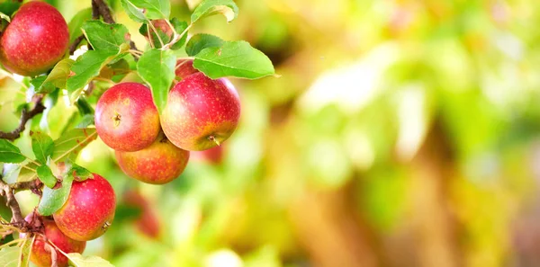 Elma Ağacının Dalında Yetişen Kırmızı Elma Kopyasının Olduğu Yeşil Yaprakların — Stok fotoğraf