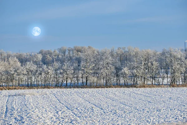 Tall Trees Open Field Winter Cold Moonlit Night Large Woods — ストック写真