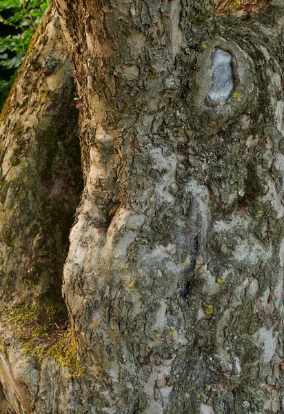 Closeup Broken Tree Bark Old Coniferous Trunk Quiet Forest Woods — Foto de Stock