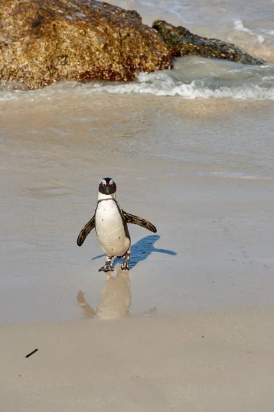 Portrait Penguin Standing Shallow Sea Water Copy Space One Flightless — Stockfoto