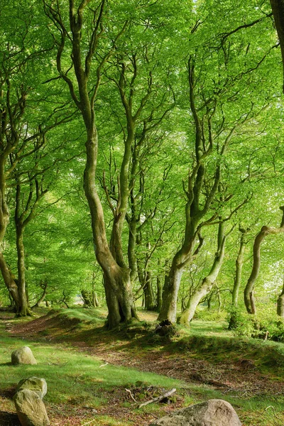 Lush Green Uncultivated Forest Trees Spring Magical Secluded Woodland Growing — Foto de Stock