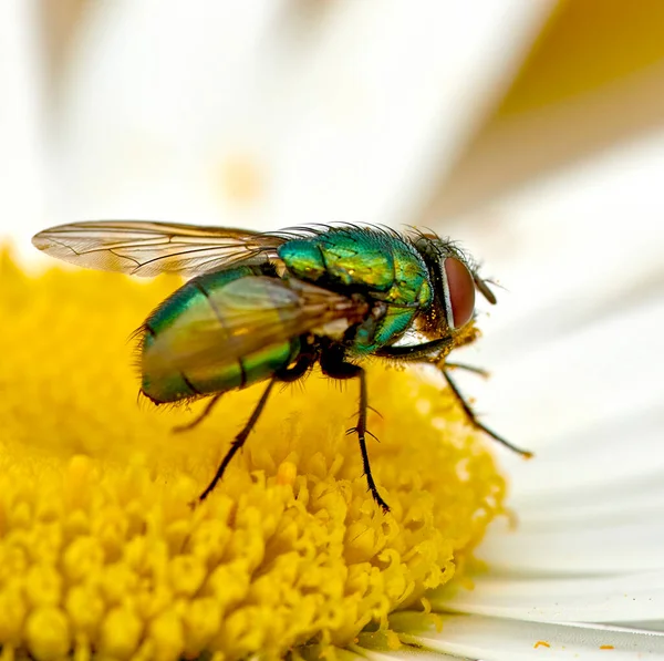 Green bottle fly feeds and relax on a white daisy after a long day of flying. Colourful blue blowfly collect nectar and pollinates a flower. Closeup of a hairy common fly on a bright yellow blossom