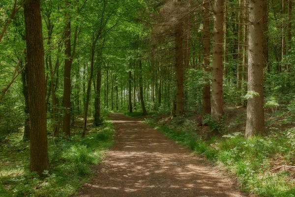 Hidden Mysterious Path Leading Growing Trees Secret Magical Forest Remote — Stockfoto