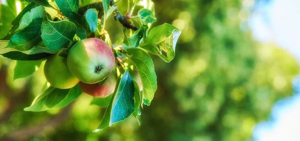Крупним Планом Червоні Зелені Яблука Дозрівають Дереві Стійкому Саду Фермі — стокове фото