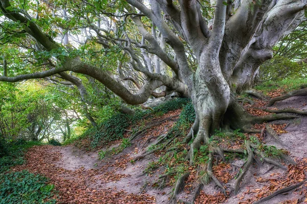 Gran Árbol Único Bosque Verde Con Una Ruta Senderismo Día — Foto de Stock