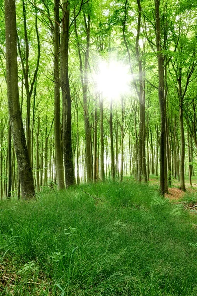 Forêt Verte Magique Avec Des Rayons Soleil Printemps Paysage Environnement — Photo