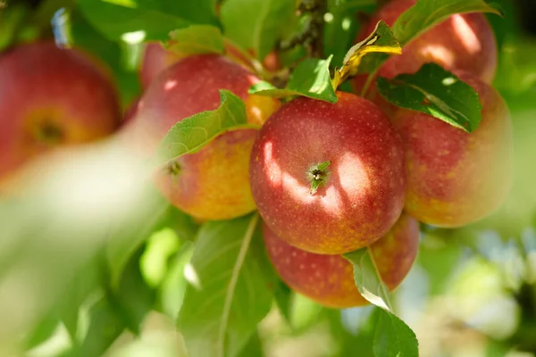 Ağaçlarda Yetişen Kırmızı Elmalar Bir Tarım Bahçesinde Hasat Için Yetişiyor — Stok fotoğraf
