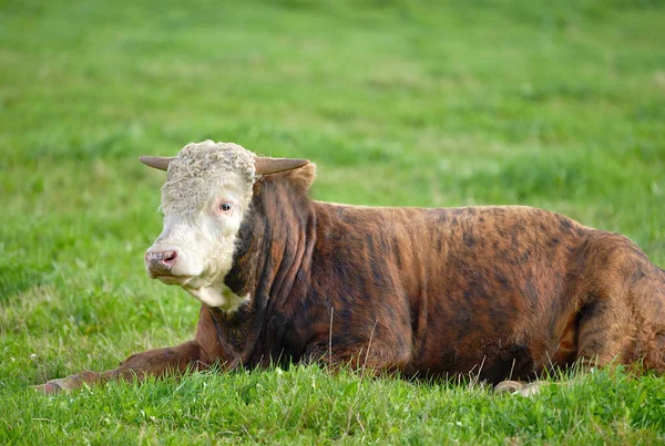 Landscape Animals Nature One Brown White Cow Sitting Green Field — ストック写真